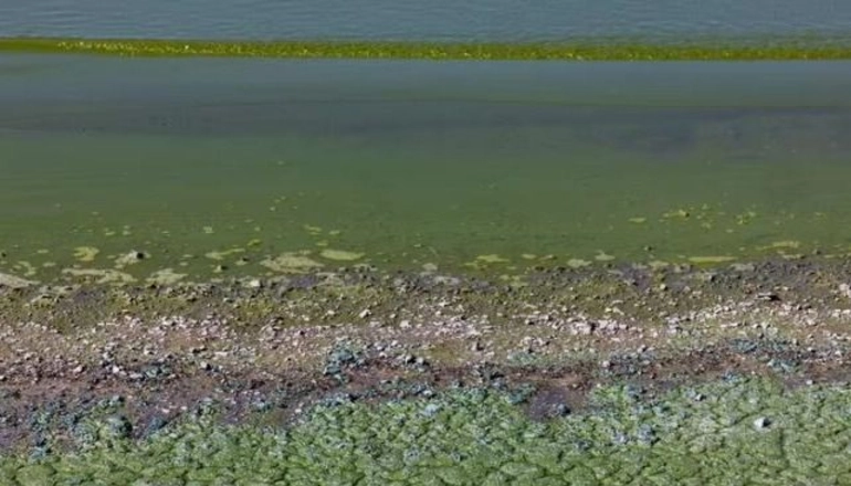 Alertas por la presencia de cianobacterias en lagunas y ríos de la provincia de Buenos Aires